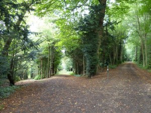 Transition woodland paths